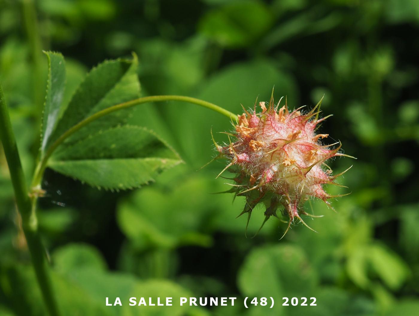 Clover, Persian fruit